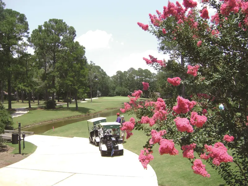 Golfers with carts on the cart path beside a crepe myrtle in pink bloom