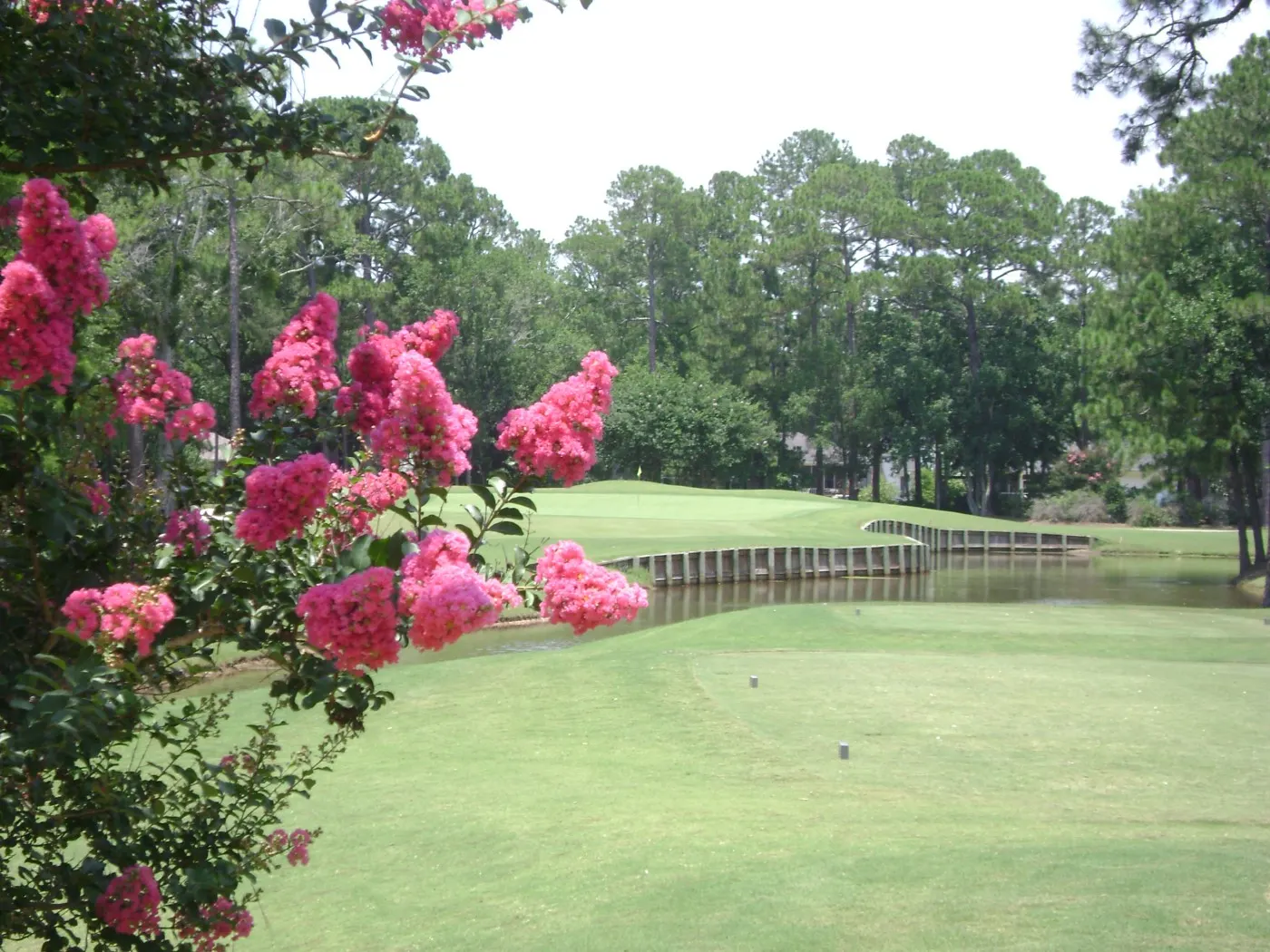 View from a tee across water to a bulkheaded green, framed by crepe myrtle blooms