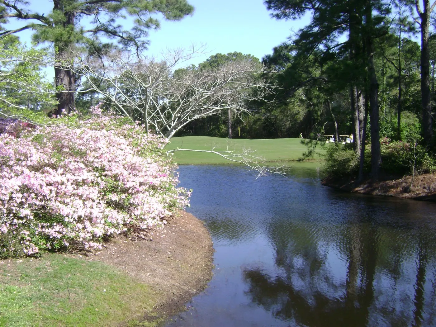 Pond edged with blooming azaleas, with a flagged green on the far bank