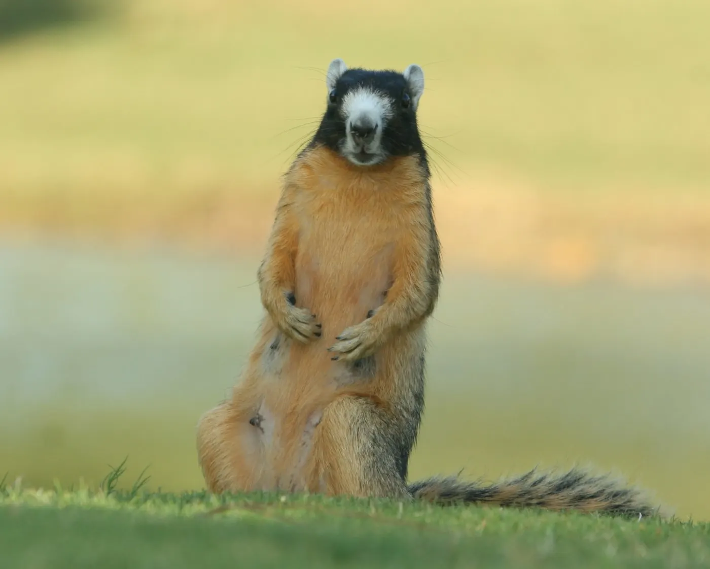 A fox squirrel standing upright on close-mown grass beside the water